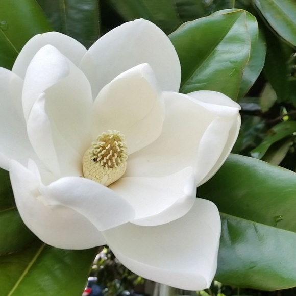 Meet your Posher, Joanna - Picture 1 of 1